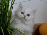 4 chatons British non LOOF nés en mars 2026 à réserver