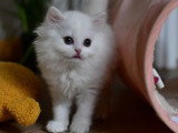 4 chatons British non LOOF nés en mars 2026 à réserver