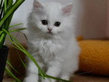 4 chatons British non LOOF nés en mars 2026 à réserver