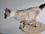 Chatte Bengal snow lynx inscrite LOOF à vendre née août 2024