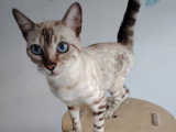 Chatte Bengal snow lynx inscrite LOOF à vendre née août 2024