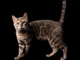 Saillie avec un chat Bengal LOOF blue tabby né en mars 2023