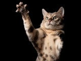 Saillie avec un chat Bengal LOOF blue tabby né en mars 2023