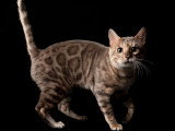 Saillie avec un chat Bengal LOOF blue tabby né en mars 2023