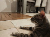 Saillie avec un chat Bengal LOOF blue tabby né en mars 2023