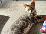 Saillie avec un chat Bengal LOOF blue tabby né en mars 2023