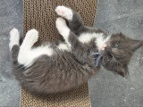 Chatons Maine Coon  LOOF à vendre