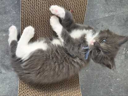 Chatons Maine Coon  LOOF à vendre