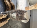 Chatons Maine Coon  LOOF à vendre