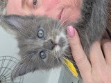 Chatons Maine Coon  LOOF à vendre