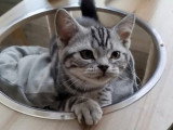 Chaton femelle American Shorthair inscrit au LOOF à vendre