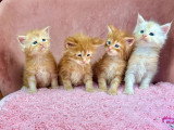 4 chatons Maine Coon LOOF roux et crème à réserver