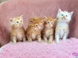 4 chatons Maine Coon LOOF roux et crème à réserver
