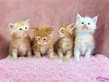 4 chatons Maine Coon LOOF roux et crème à réserver