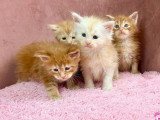 4 chatons Maine Coon LOOF roux et crème à réserver