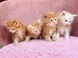 4 chatons Maine Coon LOOF roux et crème à réserver
