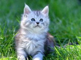 2 chatons Maine Coon LOOF nés en février 2026 à vendre