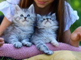 2 chatons Maine Coon LOOF nés en février 2026 à vendre