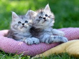 2 chatons Maine Coon LOOF nés en février 2026 à vendre