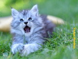 2 chatons Maine Coon LOOF nés en février 2026 à vendre