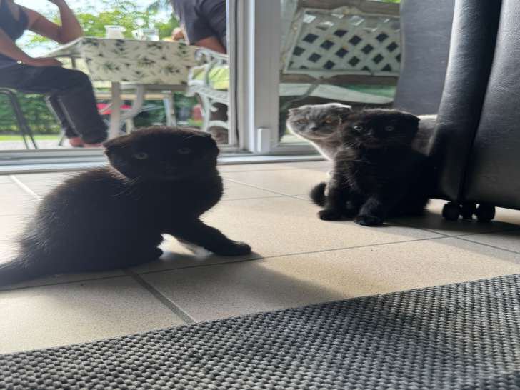 3 chatons Scottish Fold disponibles