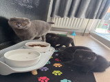 3 chatons Scottish Fold disponibles