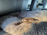 3 chatons Scottish Fold disponibles