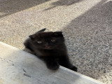 3 chatons Scottish Fold disponibles