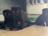 3 chatons Scottish Fold disponibles