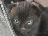 3 chatons Scottish Fold disponibles