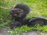 3 chatons Scottish Fold disponibles