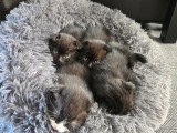 3 chatons Scottish Fold disponibles