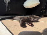 3 chatons Scottish Fold disponibles