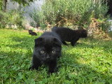 3 chatons Scottish Fold disponibles
