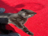 3 chatons Scottish Fold disponibles