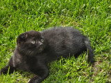 3 chatons Scottish Fold disponibles