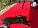 3 chatons Scottish Fold disponibles