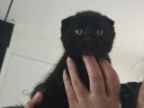 3 chatons Scottish Fold disponibles