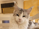 Chatonne Maine Coon LOOF à vendre