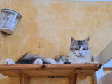 Chatonne Maine Coon LOOF à vendre