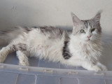 Chatonne Maine Coon LOOF à vendre