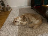 Mâle chat Sibérien LOOF disponible pour saillie