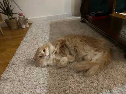 Mâle chat Sibérien LOOF disponible pour saillie