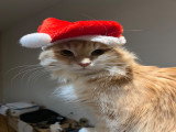 Mâle chat Sibérien LOOF disponible pour saillie