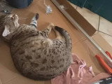 Chaton femelle Savannah F4 brown spotted tabby LOOF à vendre