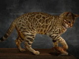 Chatte Bengal stérilisée à réserver LOOF disponible juin 2026