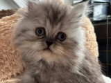 Portée Persan non LOOF février 2026 chaton mâle et femelle à réserver