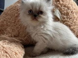 Portée Persan non LOOF février 2026 chaton mâle et femelle à réserver