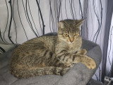 Chatonne de type Européen à vendre