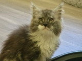 3 chatons Maine Coon LOOF nés en février 2026 à vendre